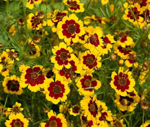 25 Semillas De Coreopsis Tinctoria Enana - Flor Atrae Abejas