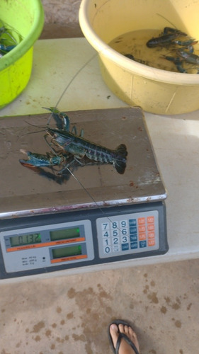 Imagen 7 de 10 de Langosta Australiana Redclaw Crayfish Congelada Chica 1kg