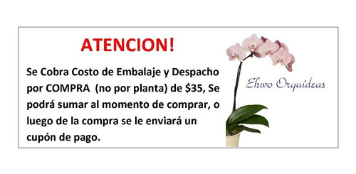 Orquidea Oncidium Fimbriatum (Usado)