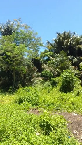 Vendo Lotes De Terreno Em Cotijuba Belém Pará