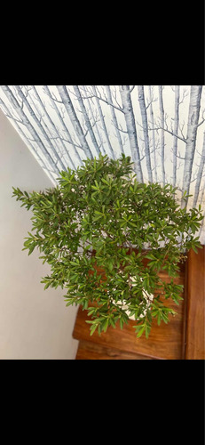 Planta De Exterior Azalea En Maceta Soplada 20 Lts!!