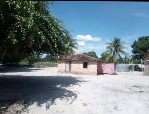 Roça Com 2 Casas Ou Total 4 Quartos E 2 Banheiros