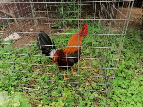 Gallo De Pelea