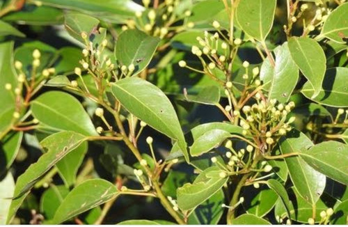 1 Arbolite Limon Eureka, Limon Meyer Laurel Mexicano Semilla