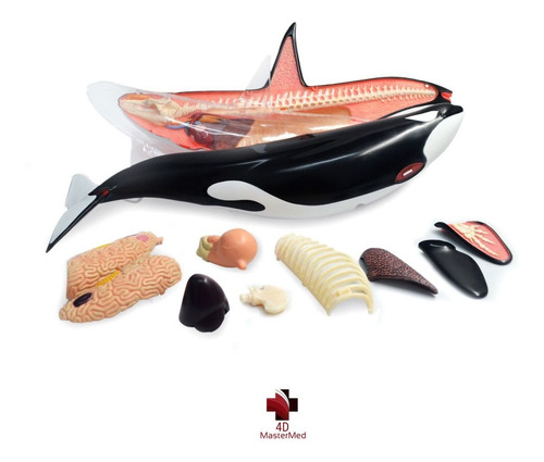 Orca Anatomia Animal Modelo Anatômico Marinho Baleia