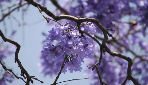 comprar 1 Arbolito De Jacaranda Morada - Rapido Crecimiento Floral
