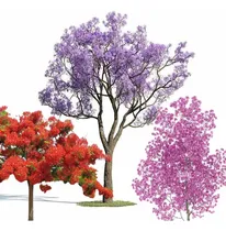 Comprar Combo Jacarandá , Chivato Y Lapacho Rosa Envio Gratis T\u002Fpaís