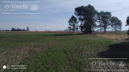 Imagen 10 de 29 de Chacra De 29 Has En Venta En Baradero - Ideal Fin De Semana Y Producción Agrícola