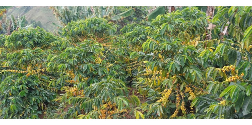 Venta Finca 14 Ha, Boconó Edo. Trujillo, Venezuela
