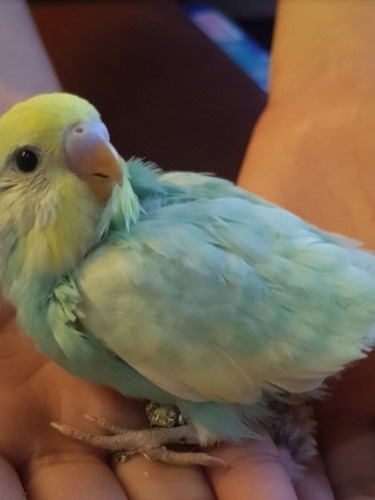 Pericos Australianos