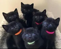 Comprar Preciosos Gatitos Bombay Los Mejores+kit Sanitario!! Negro