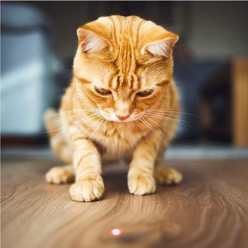Pet Fit For Life Recargable Chaser Safe Led Light Cat Feathe