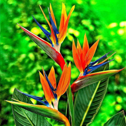 Semillas Strelitzia Reginae Ave Del Paraiso Pack 10 Unidades