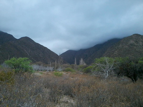 Terreno - Arauco