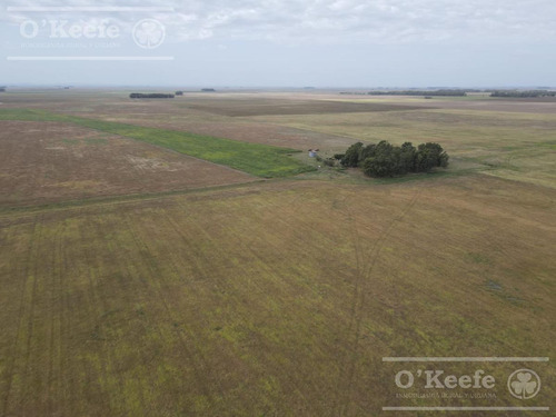 Imagen 7 de 20 de Campo De 155 Has En Venta En Benito Juarez - 100 % Agrícola