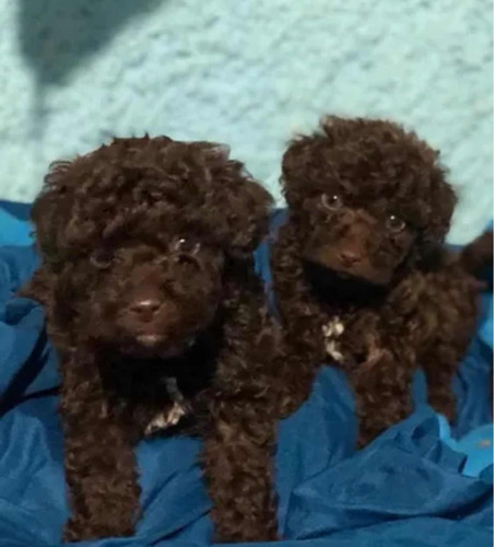 Se Vende Hermosos Cachorritos French Poodle Chocolate