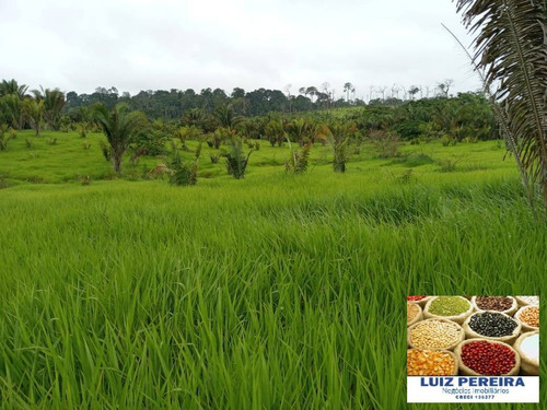 Imagem 13 de 15 de Fazenda À Venda Em Pacaja - Pa - De 1.900 Alqueires (dupla Aptidão) - 1649