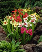 Comprar Bulbos De Tigridia Pavonia (flor De Tigre) Mix X10 Bulbos