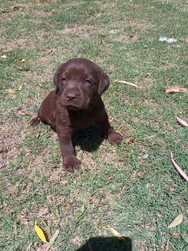 Imagen 4 de 10 de Cachorros Labradores Muy Buena Linea De Sangre
