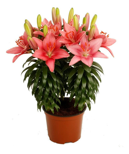 Planta Lirios Morados Cuidados