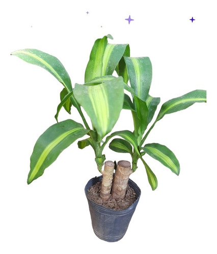 Palo De Agua Interior 50 Cm 1 Planta