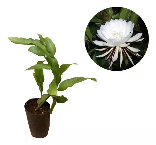 Muda De Cacto Orquídea Dama Da Noite - Epiphyllum Oxypetallu