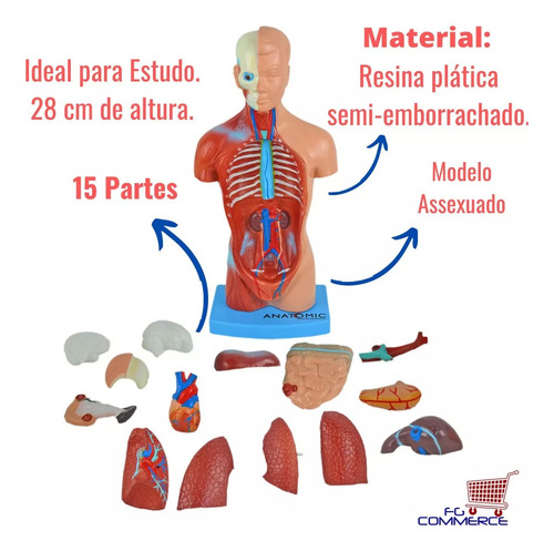 Torso Assexuado 28 Cm 15 Partes Modelo Anatômico Em Resina
