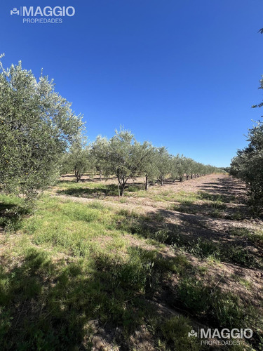 Finca En Cuadro Benegas