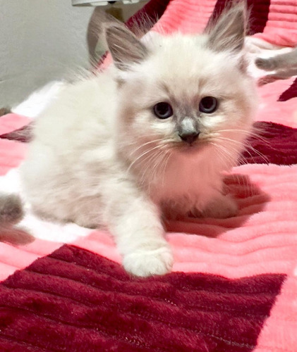 Gatitos Ragdoll De Pelaje Largo Bebés Muy Cariñosos Blanco