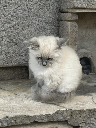 Gatitos Ragdoll Blue Point