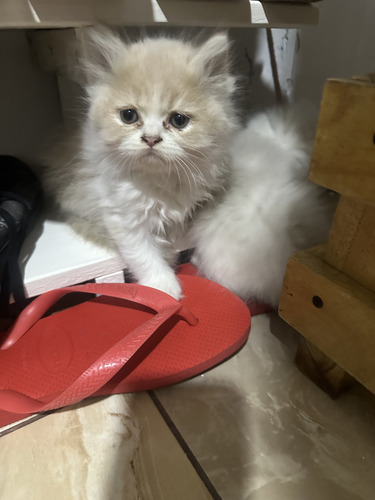 Gatito Persa Clásico Bicolor Amarillo Con Blanco