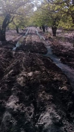 Vendo Finca Con Bosque De Eucaliptus