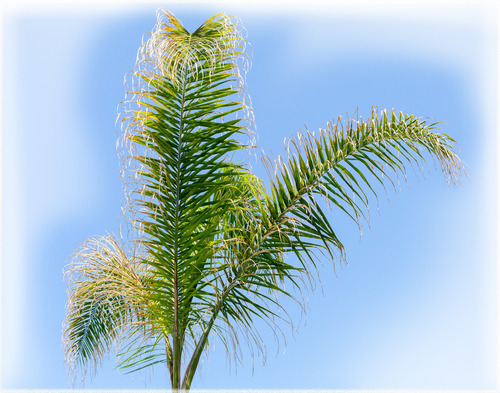 Palmera Pindo 3 M Altura Natural