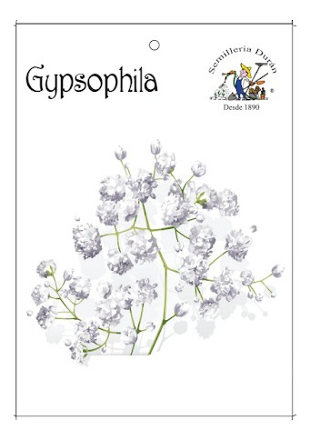 Semillas De Gypsophila