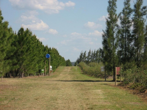 Imagen 7 de 10 de 43 Has. Quinta De Arándanos En Prod. - Concordia