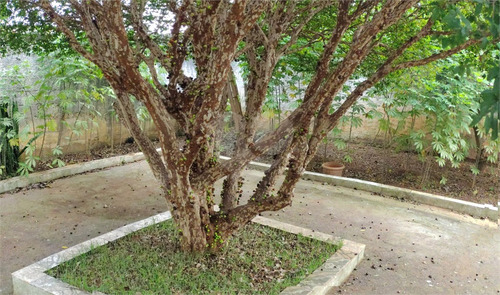 Imagem 19 de 30 de Sobrado A Venda Com Excelente Terreno Na Vila Das Belezas - Reo679709