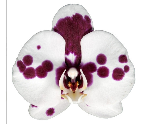 Orquídeas Phalaenopsis Plántulas.