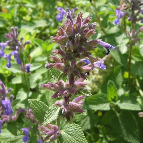 300 Semillas Planta De Nepeta Cataria, Catnip + Regalo
