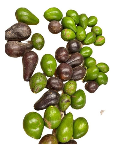 Palta Torres Injertada Grande Y Cremosa Senasa Envios