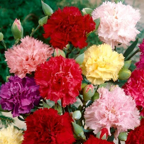 Semillas De Flores A Elección - Mas De 20 Variedades