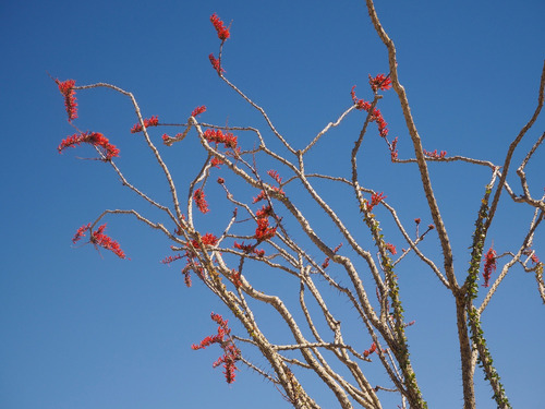 1 Planta De Ocotillo | Arbusto Del Desierto, Colibríes