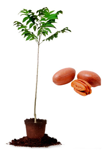 Planta Pecanas Wong