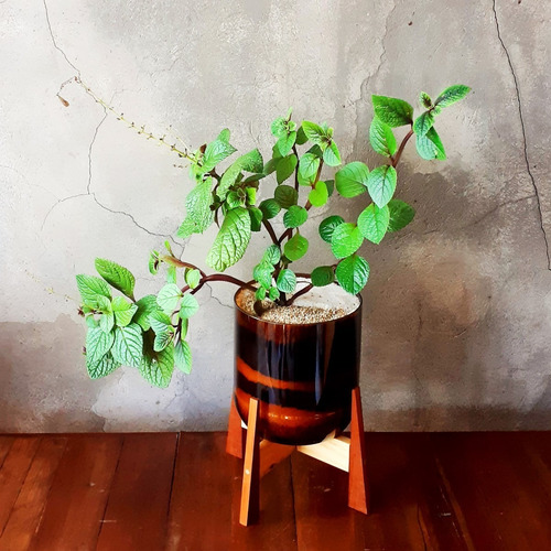 Plectranthus Ciliatus Little Terrario 16 The Little Yisus