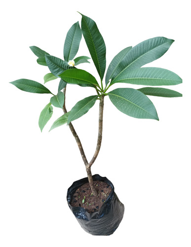 Árbol Jazmin Mango Envío Gratis 