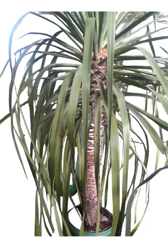 comprar Arbol De Draco