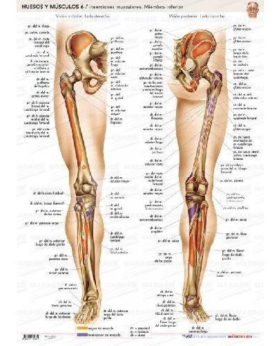 Libro Maxi Atlas Marbán Láminas: Huesos Y  Músculos 6 De Mar