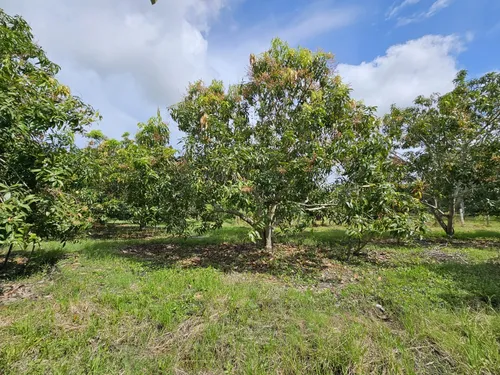 Oportunidad De Inversión Se Vende Finca En El Espinal,tolima