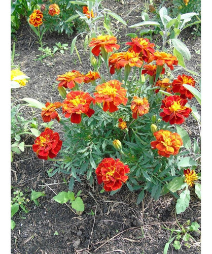 2x Sementes De Tagetes Marieta Anão Cravo Francês Topseed