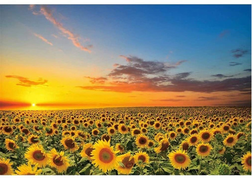 10x8ft Telones De Fondo De Girasoles Para Fotografía H...