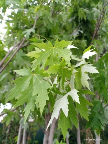 Arbol Acer Saccharinum Acer Plateado, Arce Del Azúcar 40lts